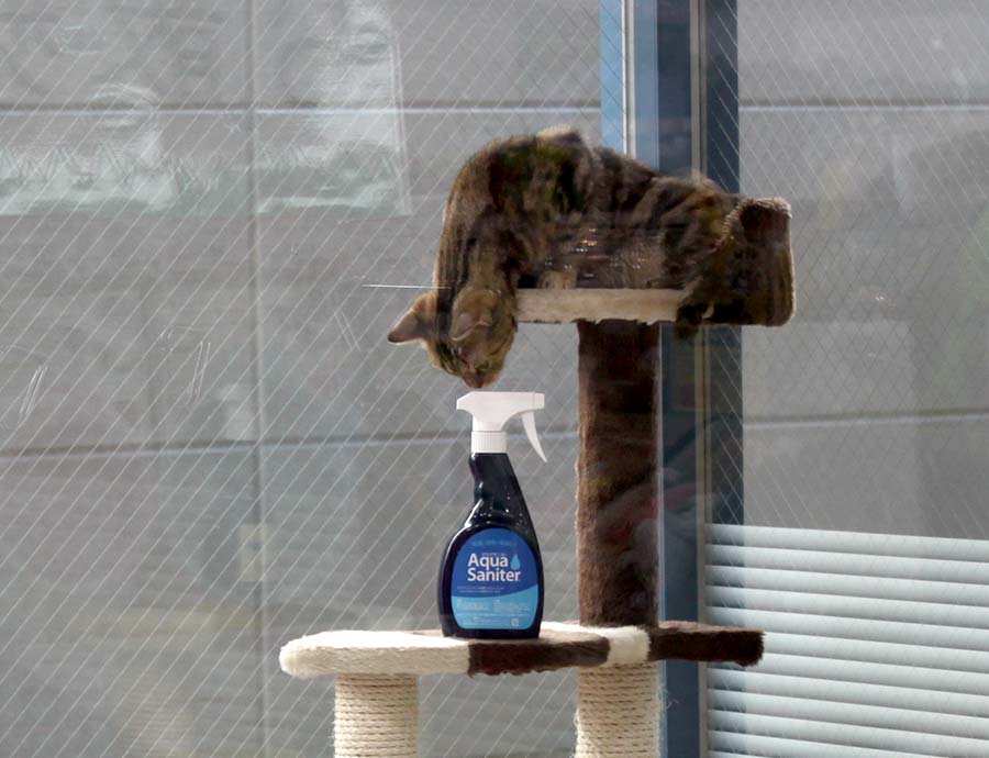 アクアサニターのボトルに興味津々の猫